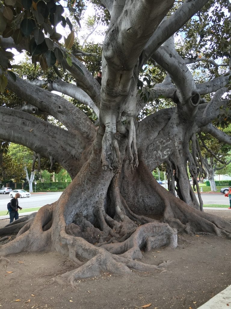 Standing People trees heal love us and more